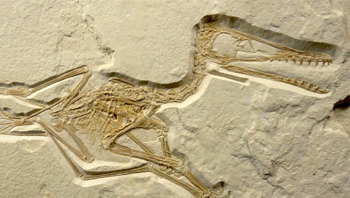 Key gap in pterosaur evolution filled by fossil dating back 150 million years Key Gap In Pterosaur Evolution Filled By Fossil Dating Back
