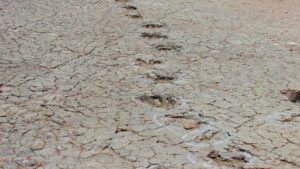 Matching Dinosaur Footprints Found In Africa And South America By