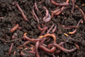 Monitoring Ecosystem Health By Listening To Earthworm Movements