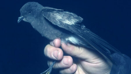 New Species Of Petrel Discovered By Ornithologists