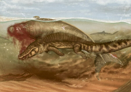 Paleontologists Say That Crocodiles And Tiger Sharks Preyed On Miocene