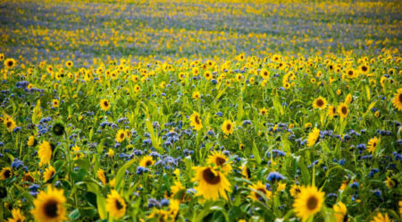 Research: Thick Plant Populations Move To Shade One Another And