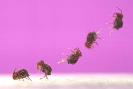Springtails That Perform Backflips Are The Quickest Spinning Creatures Ever