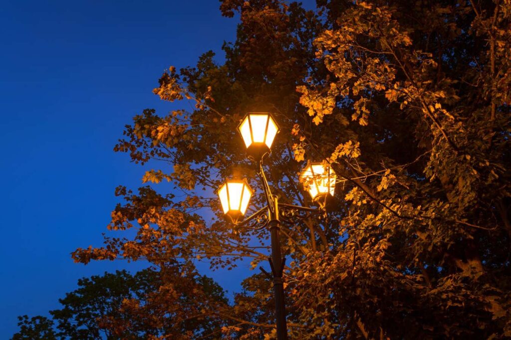 Street lights can cause tree leaves to become more durable, making them less palatable for insects to consume. Street Lights Can Cause Tree Leaves To Become More Durable,
