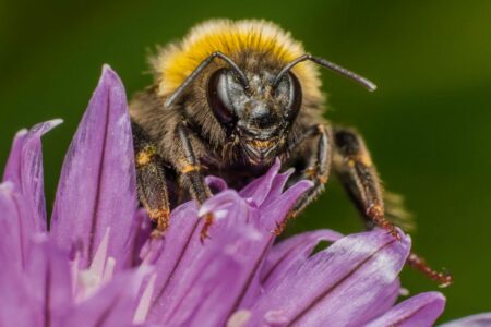 The Remarkable Intelligence Of Honeybees: Why They Stand Out Among