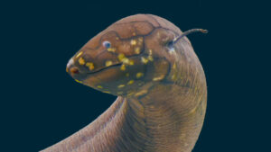 The South American Lungfish Has The Largest Genome Ever Sequenced