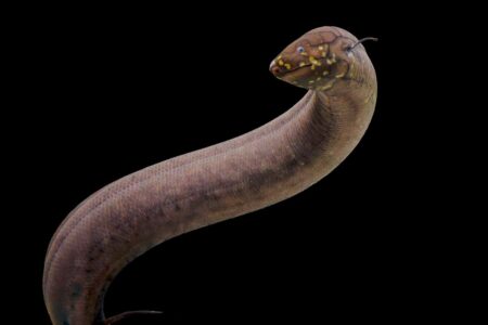 The Largest Sequenced Genome Is 30 Times Larger Than The