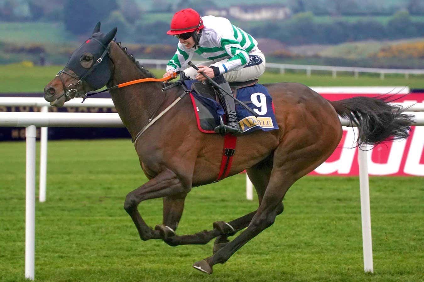 The success of a racehorse may rely on its gut microbiome in early life 1 The Success Of A Racehorse May Rely On Its Gut