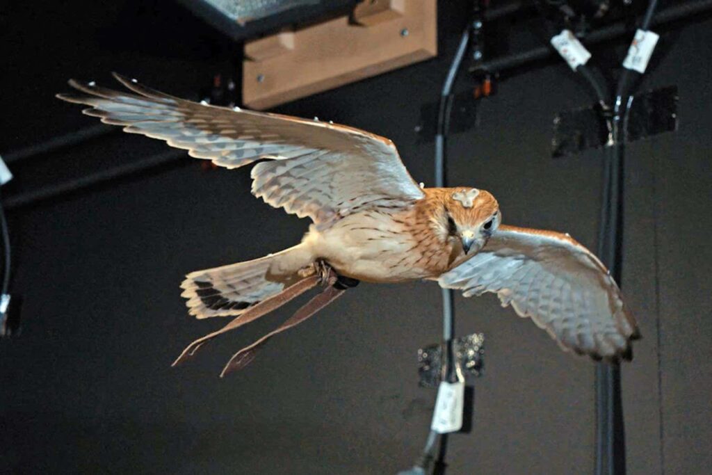 Uncovering The Secret Of Kestrels' Still Hovering Ability