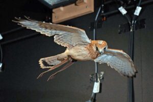 Uncovering The Secret Of Kestrels' Still Hovering Ability