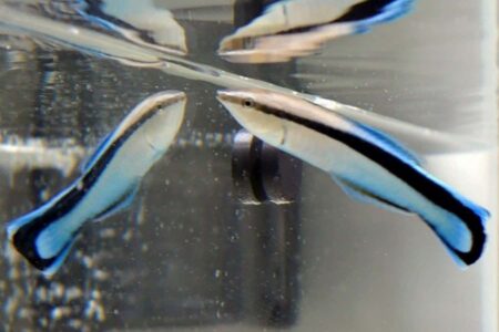Fish Use Mirrors To Assess Their Size And Determine Their