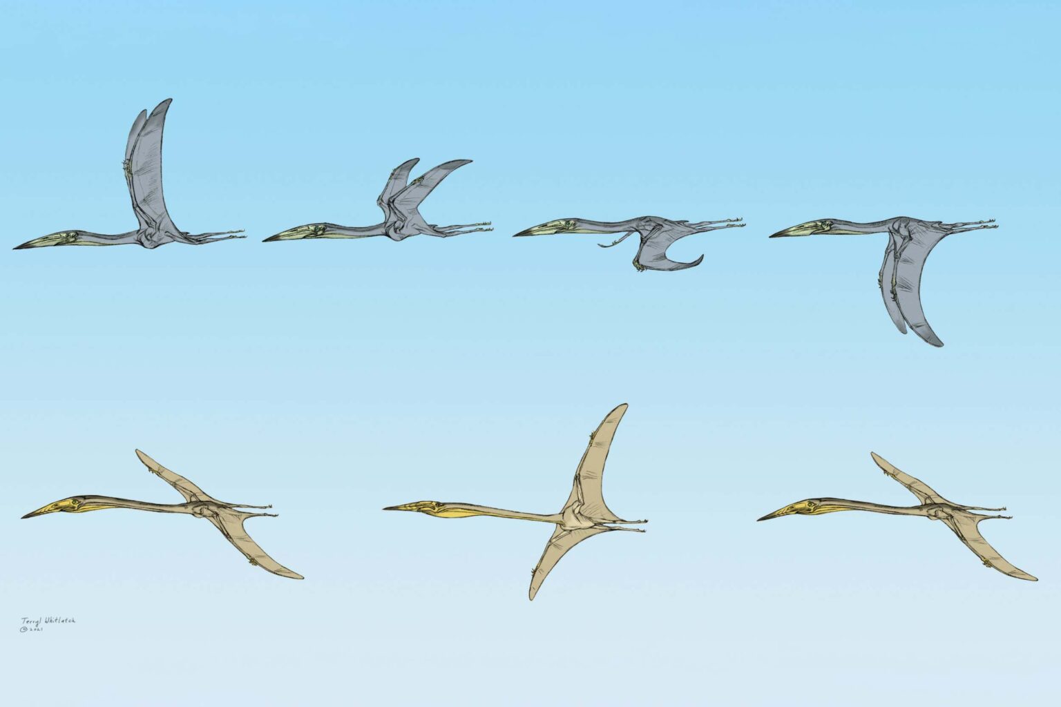 Incredible Pterosaur Fossils offer insights into their flight capabilities Incredible Pterosaur Fossils Offer Insights Into Their Flight Capabilities