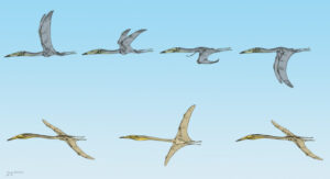 Insights Into Large Pterosaur Flying Capabilities Revealed By New Fossils