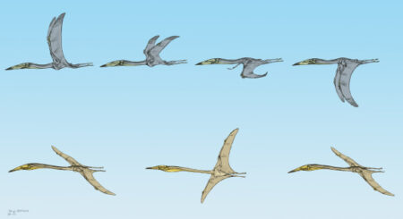 Insights Into Large Pterosaur Flying Capabilities Revealed By New Fossils