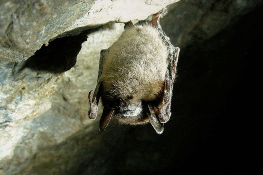 Massive Bat Die Off Triggers Surge In Pesticide Use In The