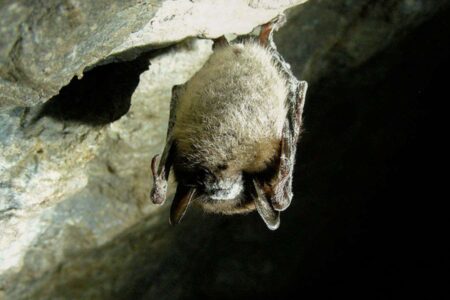 Massive Bat Die Off Triggers Surge In Pesticide Use In The