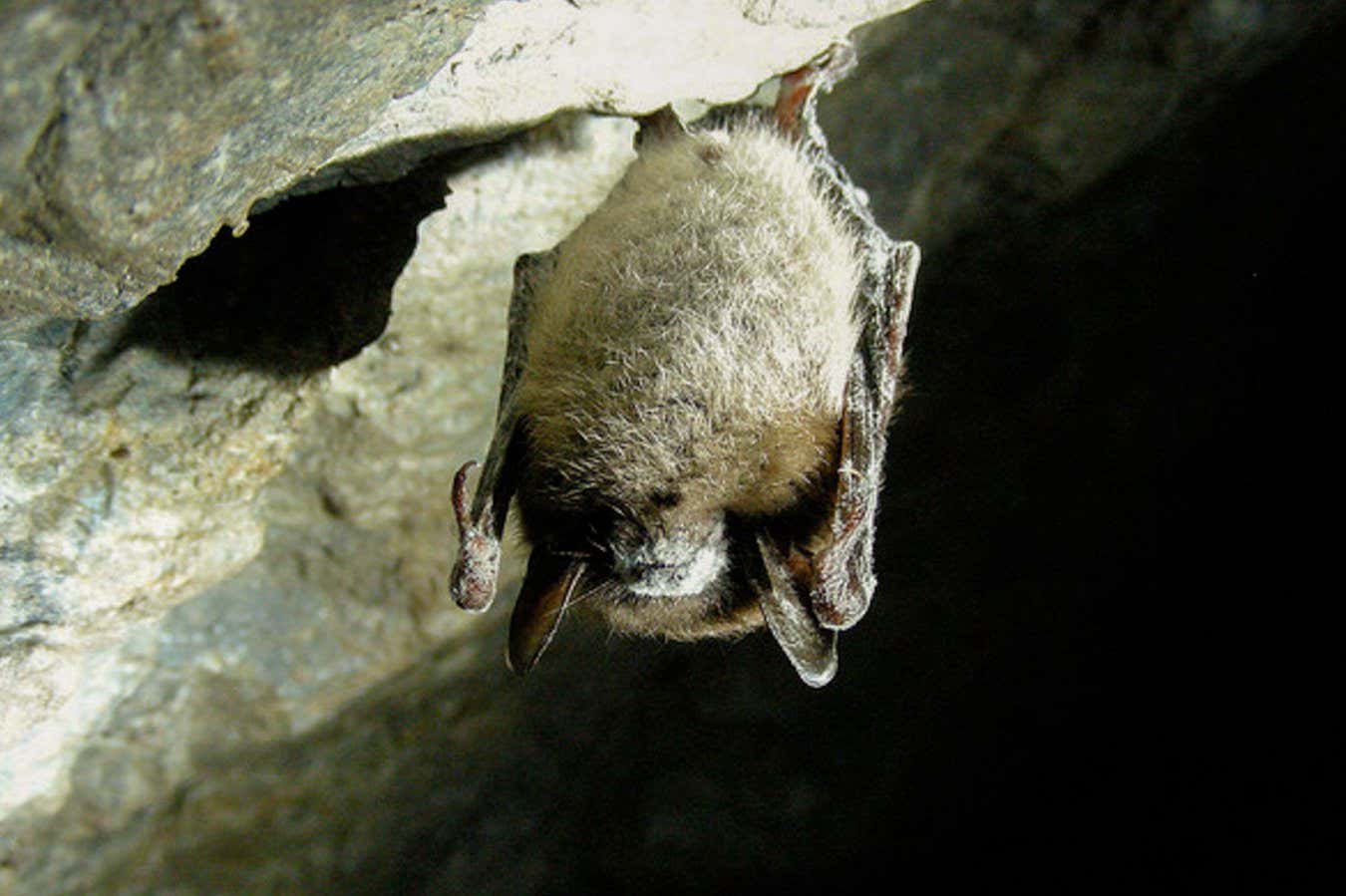 Massive Bat Die Off Triggers Surge In Pesticide Use In The
