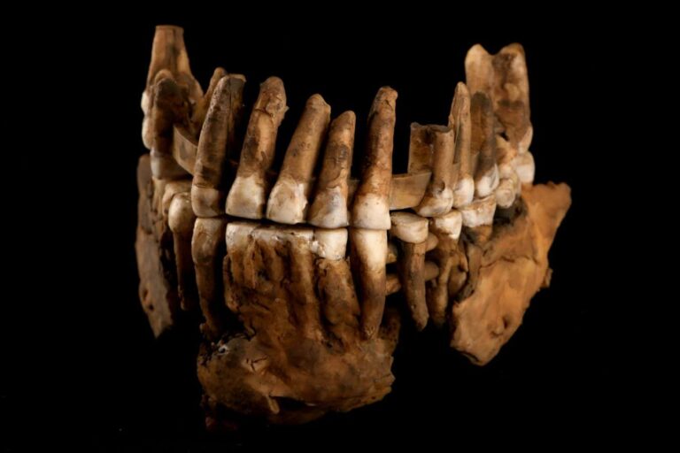 Neanderthal Fossil Genome Uncovers Ancient Tribe Isolated For Centuries
