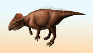 New Discovery Of A Ceratopsian Dinosaur Species