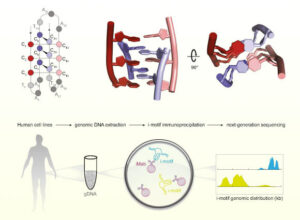 New Study Uncovers Common, Mysterious I Motif Structure In Human