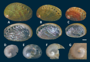 Newly Discovered Abalone Species Found In The Waters Of New