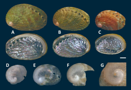 Newly Discovered Abalone Species Found In The Waters Of New