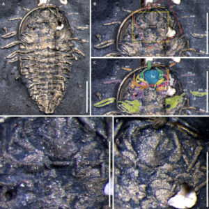 Newly Discovered Fossils Show That Trilobites Possessed Five Pairs Of