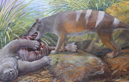 Paleontologists Discover Three New Species Of Ancient Thylacine Fossils