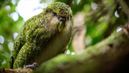 The Kakapo Parrot: A Species With Ancient Origins In New