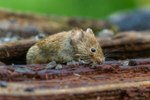 The Discovery Of New Adrenal Cells Enhances Parenting Abilities In