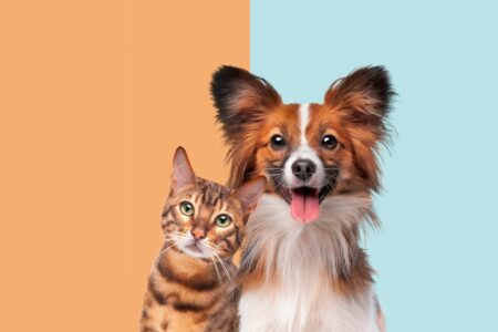 Which Animal Is Smarter: Cats Or Dogs? A Scientific Comparison.