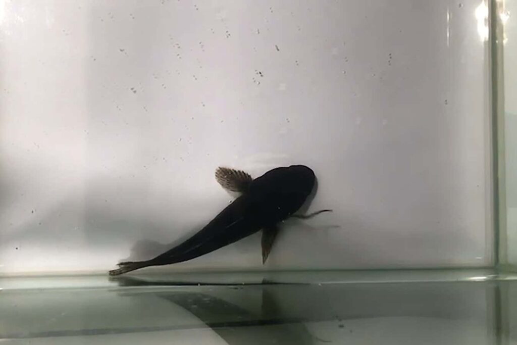 Witness The Amphibious Rebirth Of An Eel From Inside A