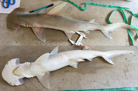 A newly discovered species of hammerhead shark A Newly Discovered Species Of Hammerhead Shark