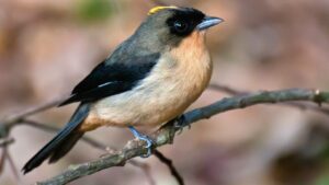 A Recently Discovered Bird Species In South America