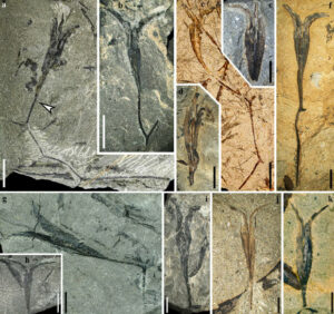 Ancient Winged Seed Fossil Unearthed In China, Dating Back 365