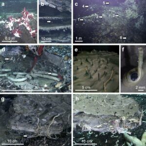 Animal Life Discovered In The Crust Beneath Deep Sea Hydrothermal Vents