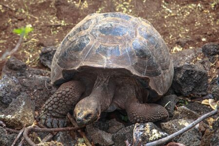 At What Point In History Did The Galapagos Giant Tortoise