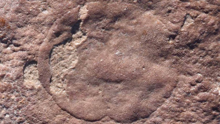 Australia discovers a new, complex Ediacaran animal species Australia Discovers A New, Complex Ediacaran Animal Species