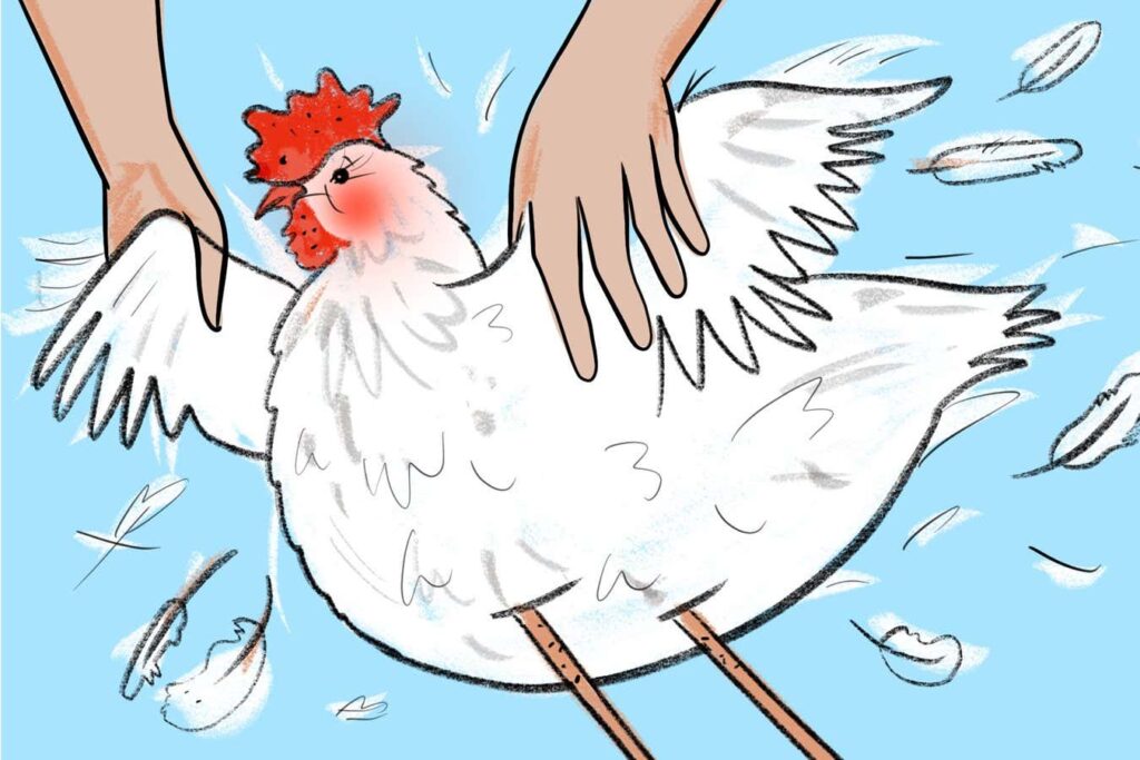 Can Chickens Blush? And What Causes Them To Blush The