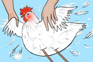 Can Chickens Blush? And What Causes Them To Blush The
