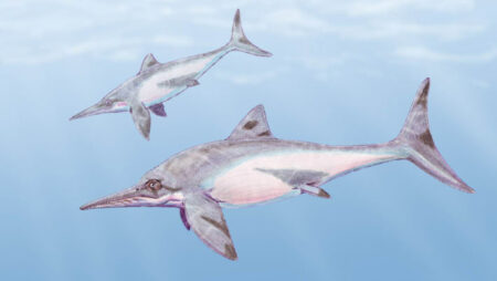 Colombian Fossils Reveal A New Species Of Ichthyosaur