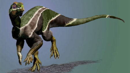 Confirmation Of A New Plant Eating Dinosaur Species In Argentina