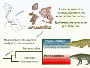 Confirmation Of New Gondwanannotoscos Species Discovered In Brazil