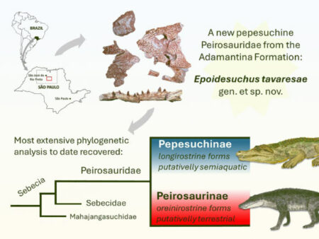 Confirmation of new Gondwanannotoscos species discovered in Brazil Confirmation Of New Gondwanannotoscos Species Discovered In Brazil