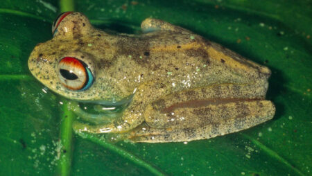 Discovery Of Seven New Star Trek Tree Frog Species In