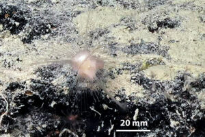 Discovery Of Six New Carnivorous Sponge Species In Australian Waters
