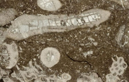 Fossils From Mid Devonian Coral Reefs Shed Light On Early Photosymbiosis