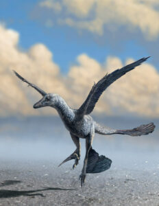 New Insights Into The Evolution Of Flight From Microraptor Dinosaur