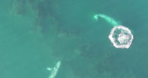 New Discoveries Made Through Drone Footage Of Gray Whales Feeding