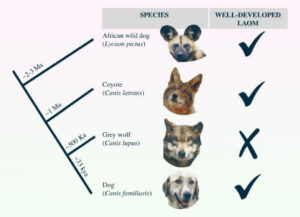 New Study Reveals That Coyotes Can Display 'puppy Eyes' As